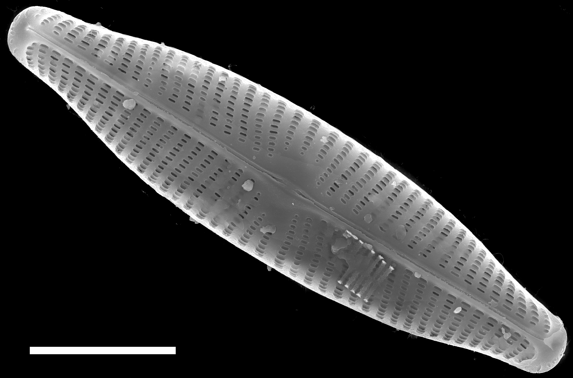 Navicula slesvicensis SEM4