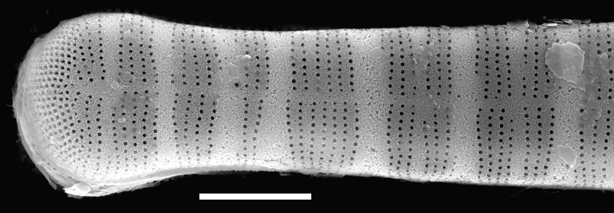 Diatoma tenuis SEM1