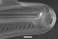 Navicula subwalkeri SEM2