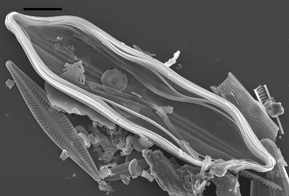 Neidium Hitchcockii Sem3