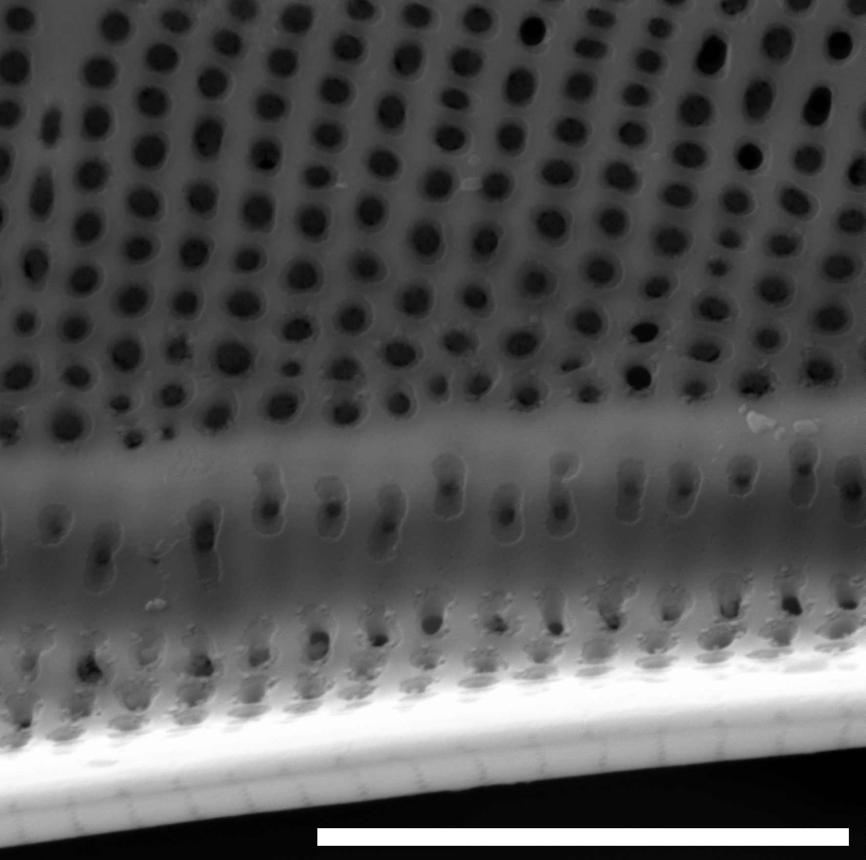 Neidium fossum SEM5