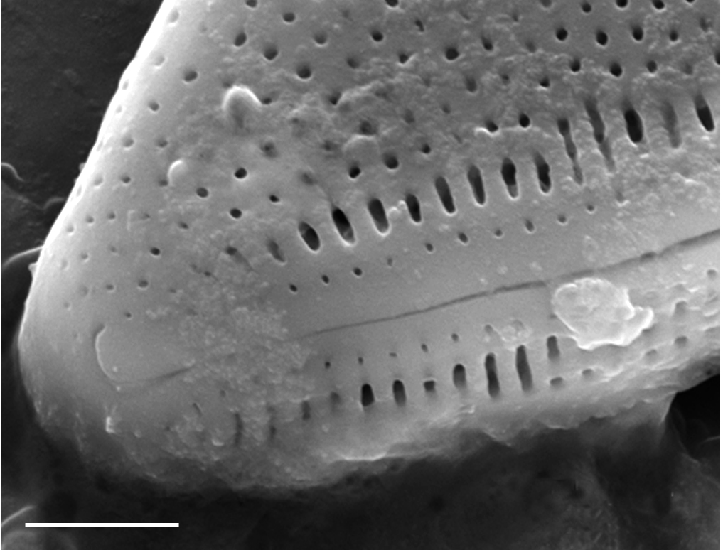 Nitzschia kurzeana SEM1