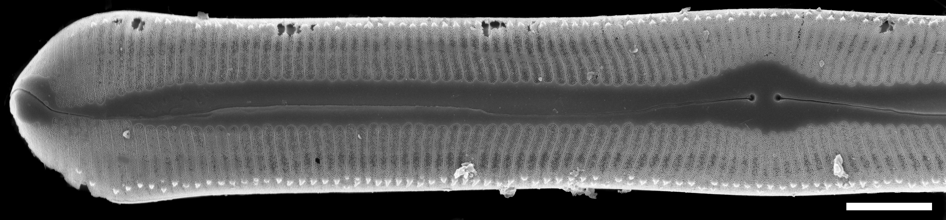 Pinnularia rexlowei SEM1