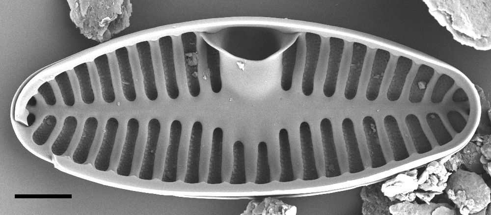 Planothidium Sheathii Sem03