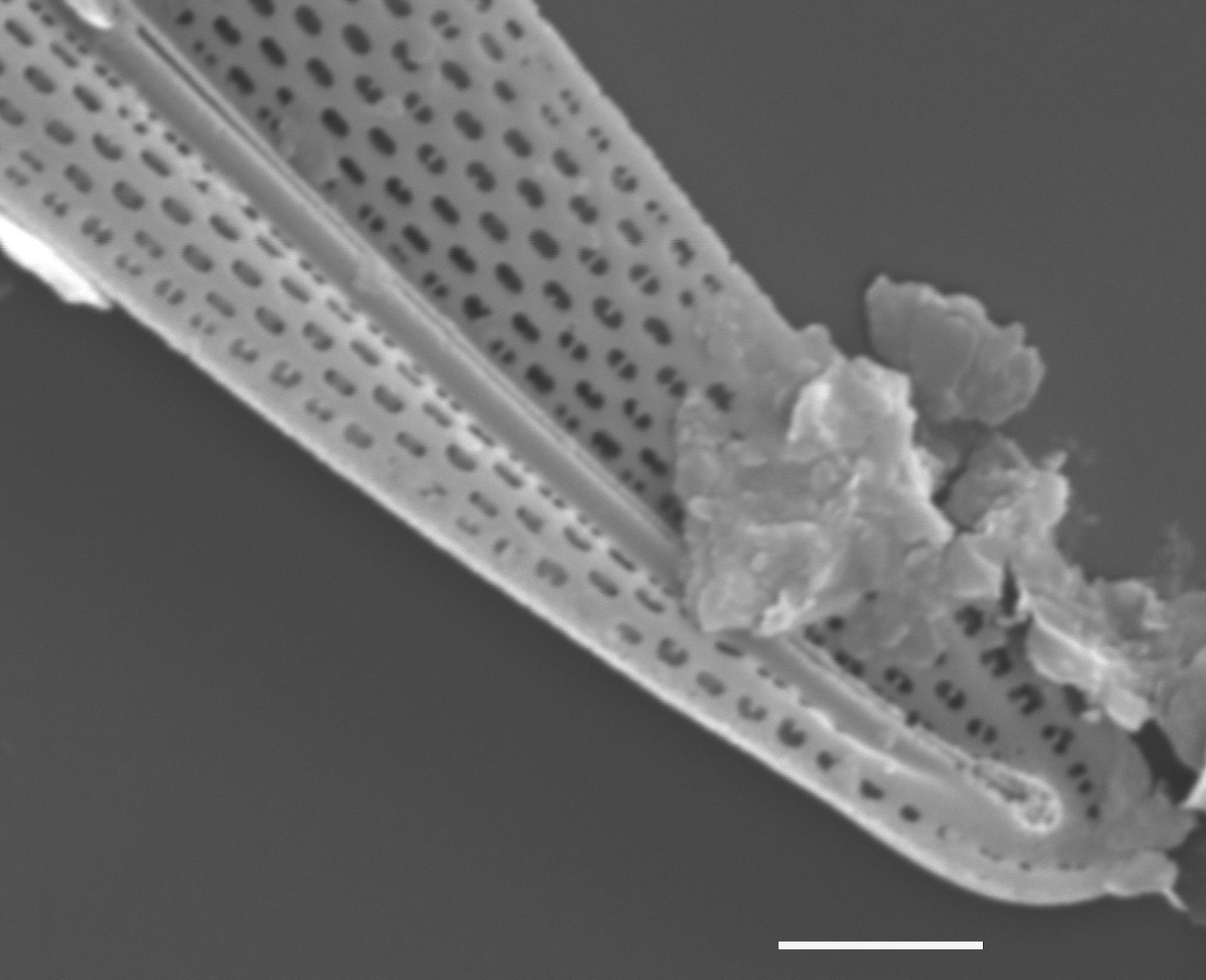 Pleurosigma Delicatulum Sem2