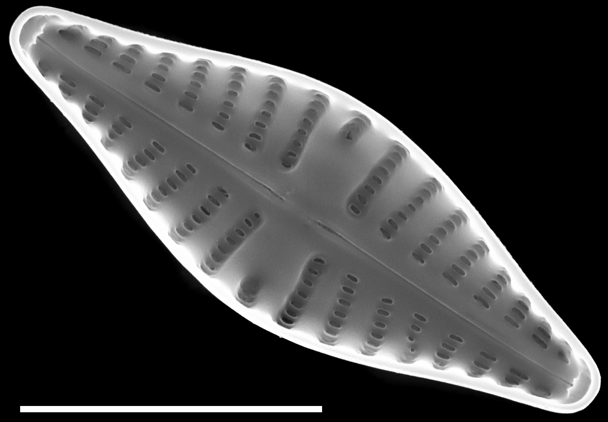 Hippodonta gravistriata SEM1