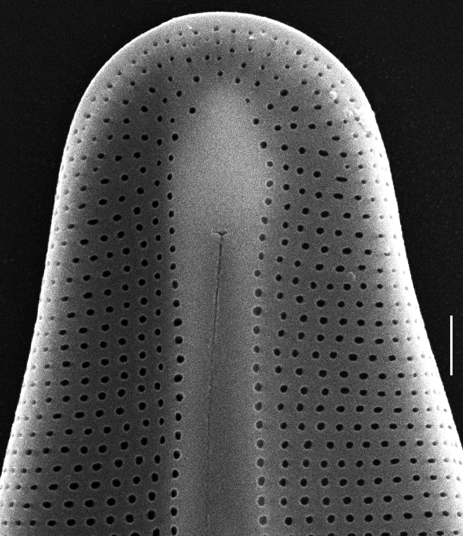 Frustulia vulgaris SEM4