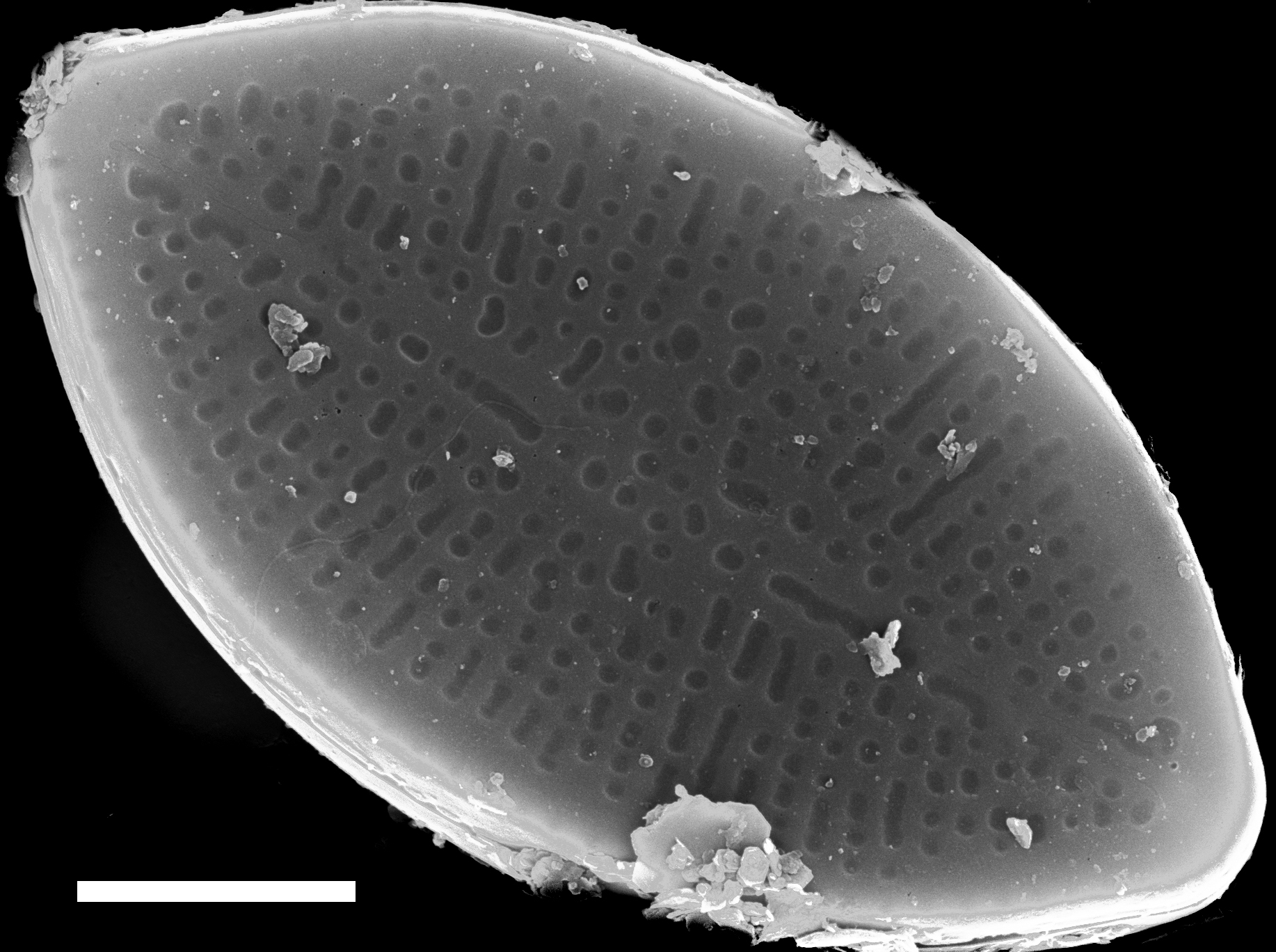 Nupela decipiens SEM4