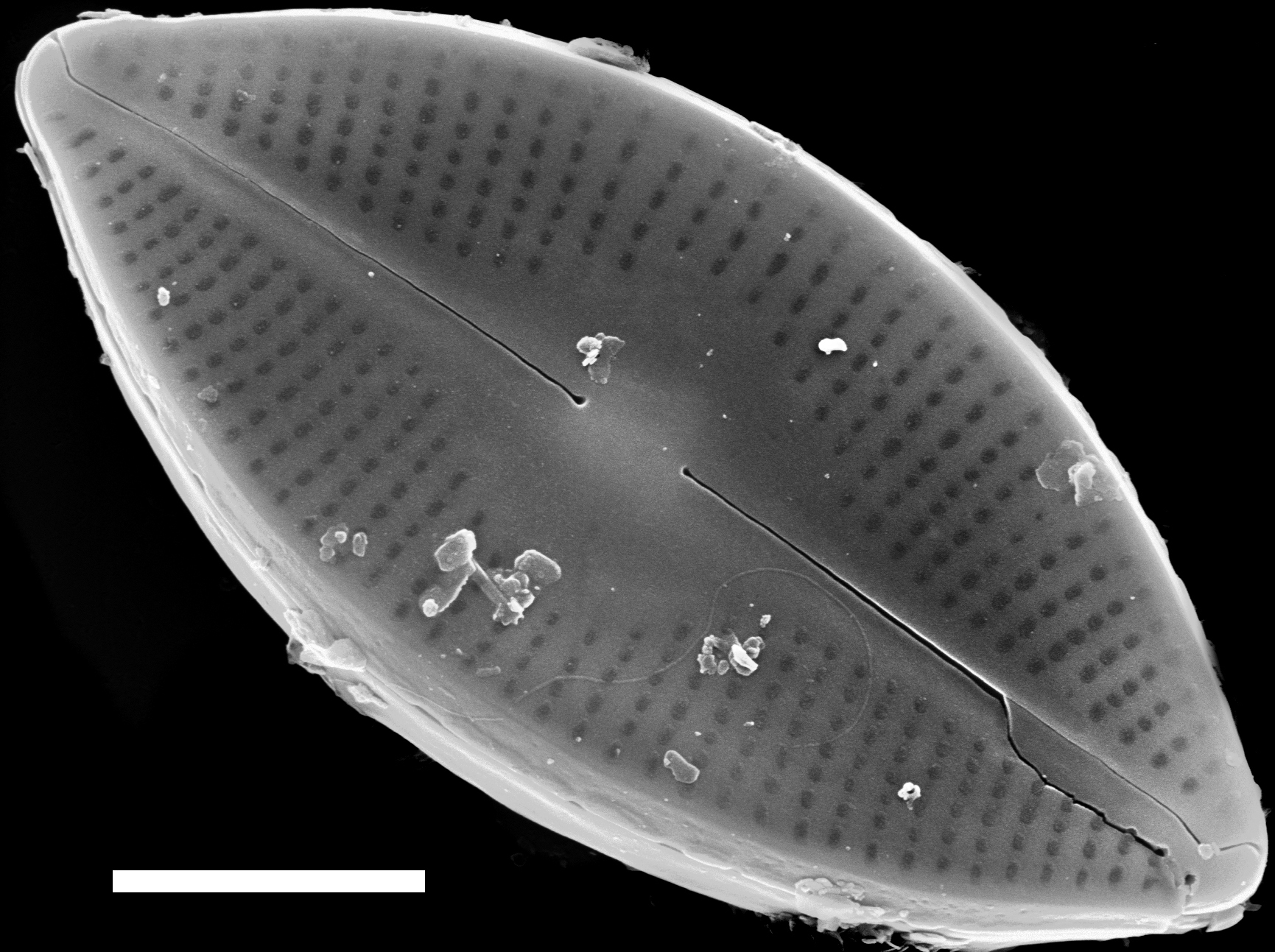 Nupela decipiens SEM2