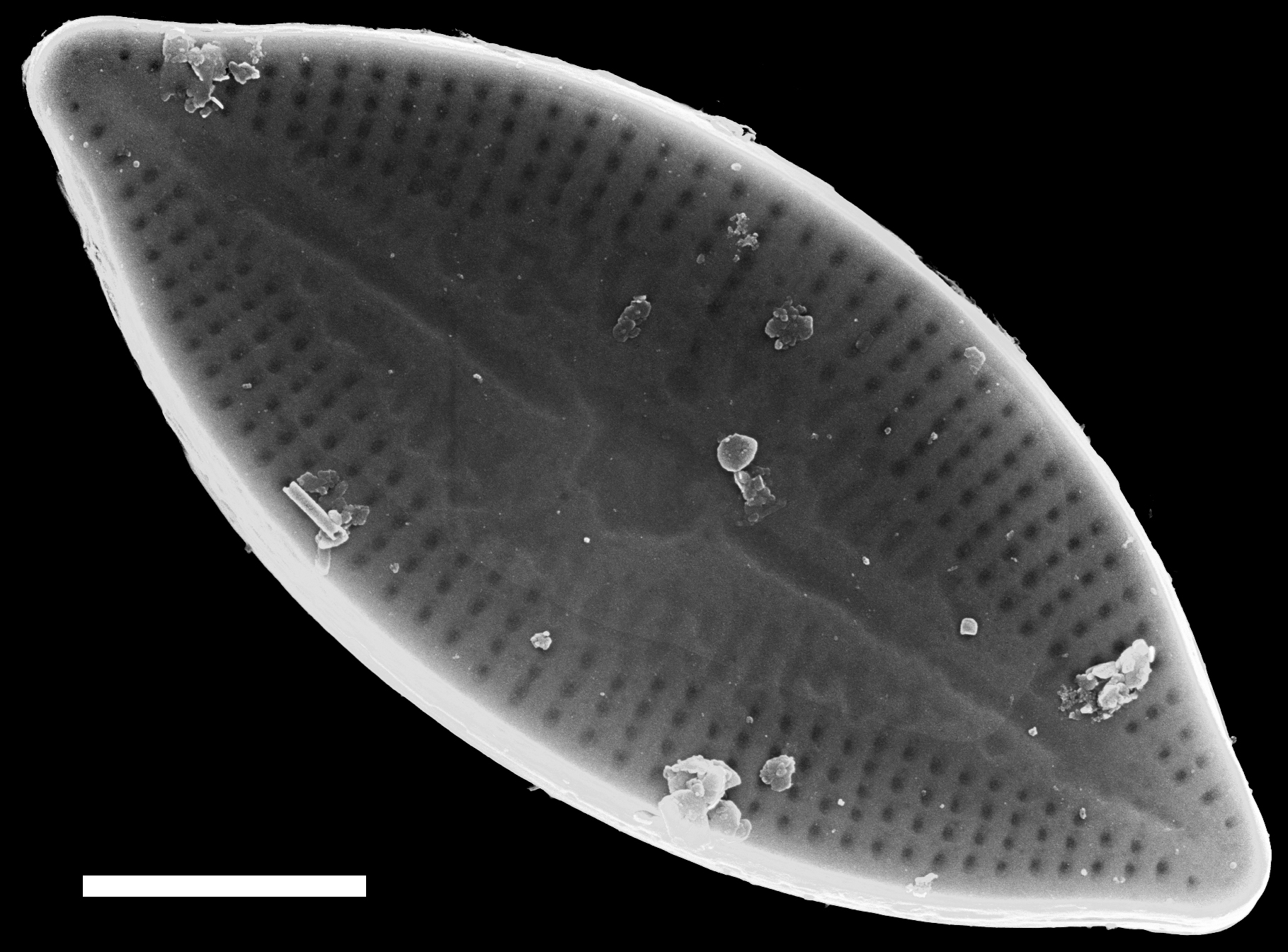 Nupela decipiens SEM3