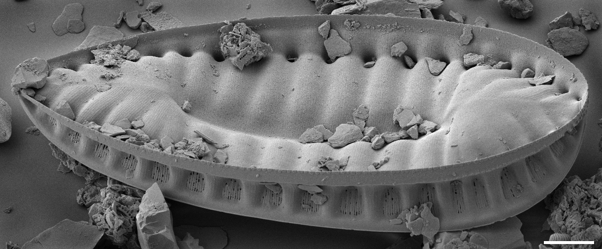 Surirella cruciata SEM3