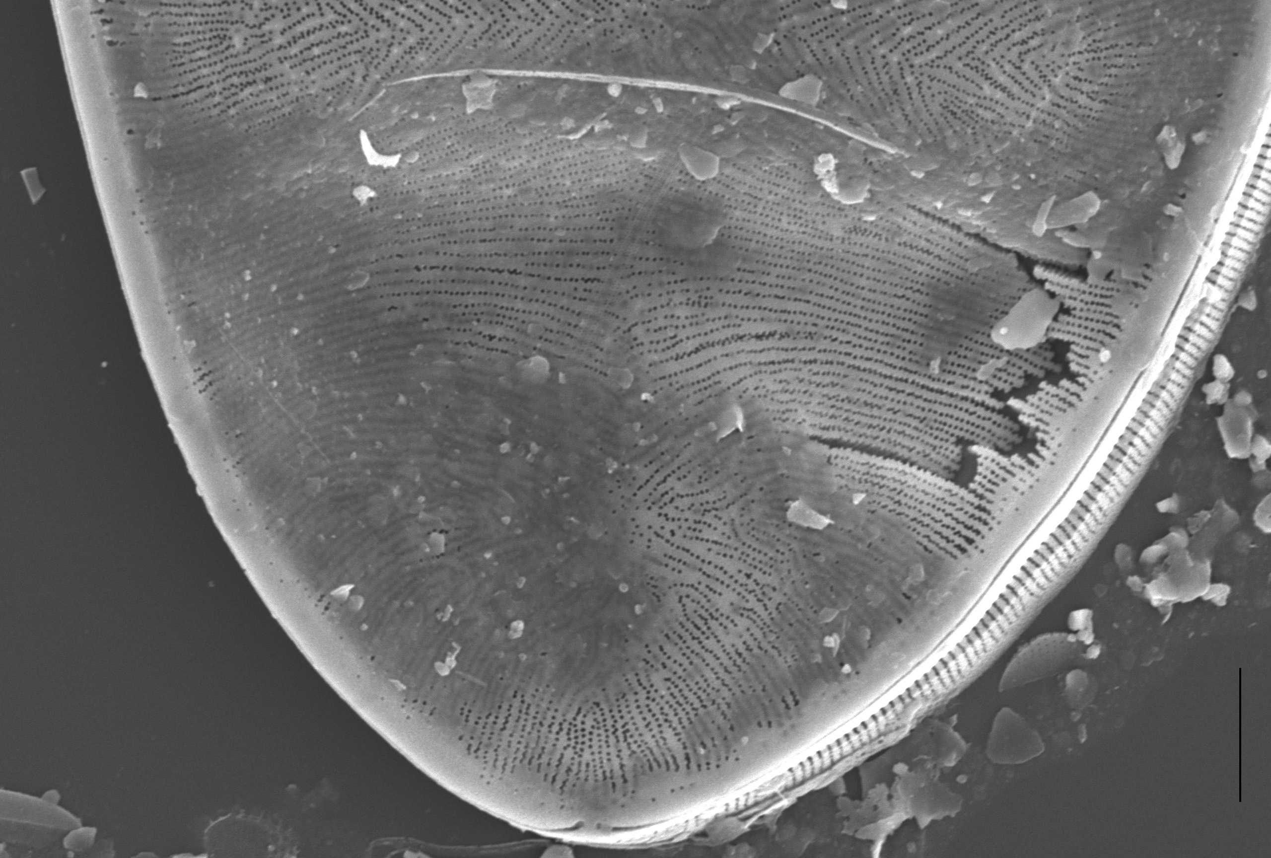 Surirella Undulata Sem 2