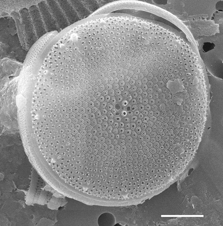 Thalassiosira minima SEM2