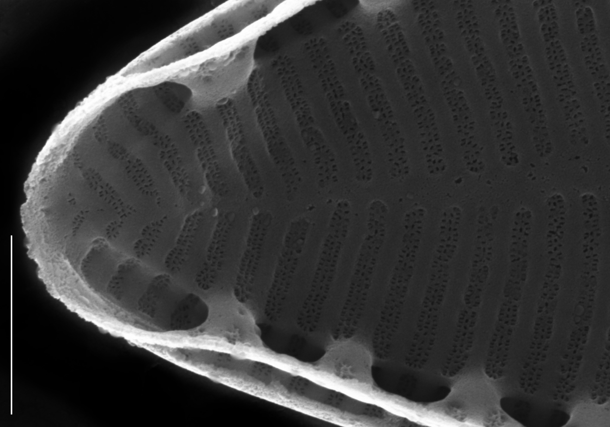 Surirella stalagma SEM3