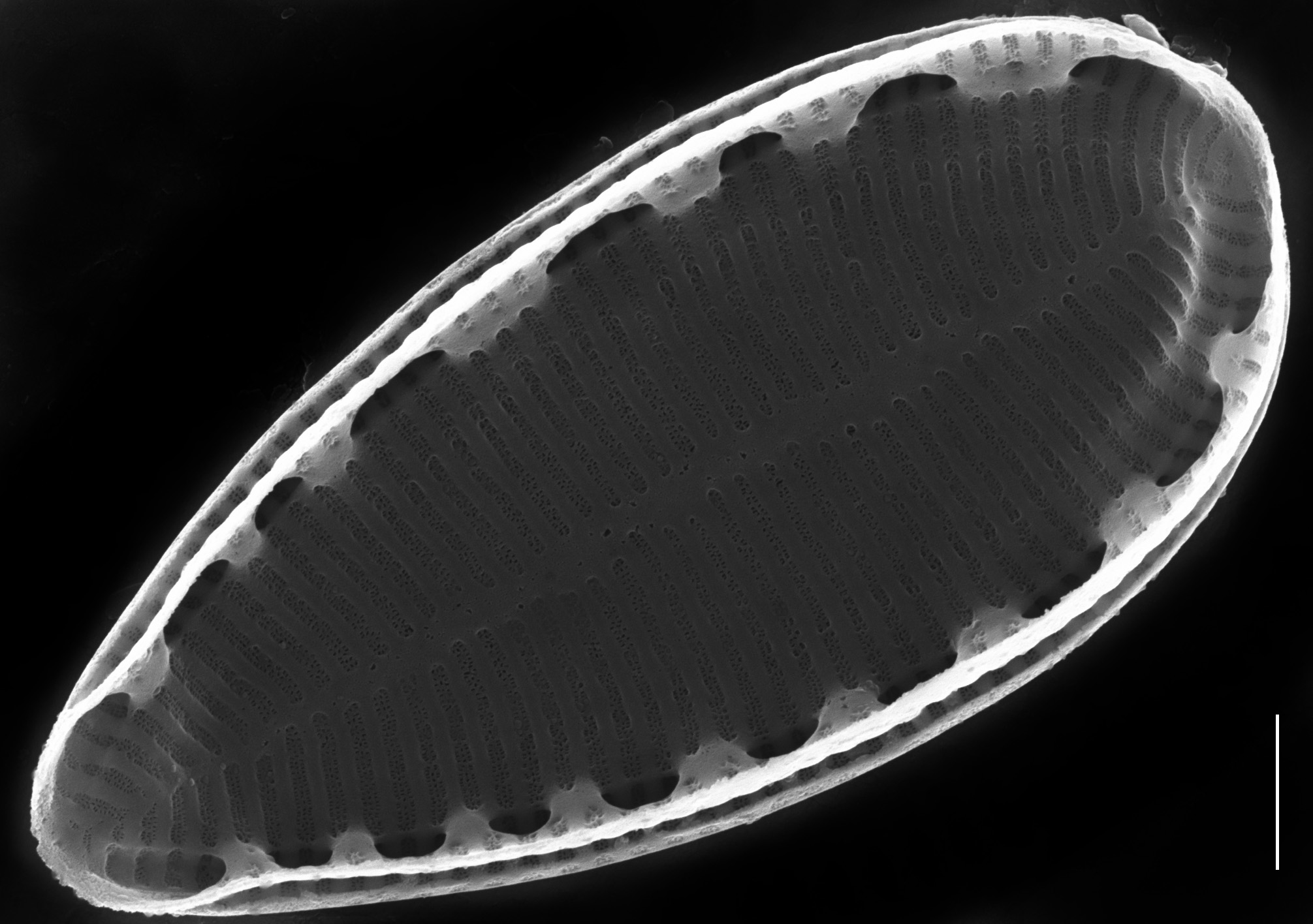 Surirella stalagma SEM4