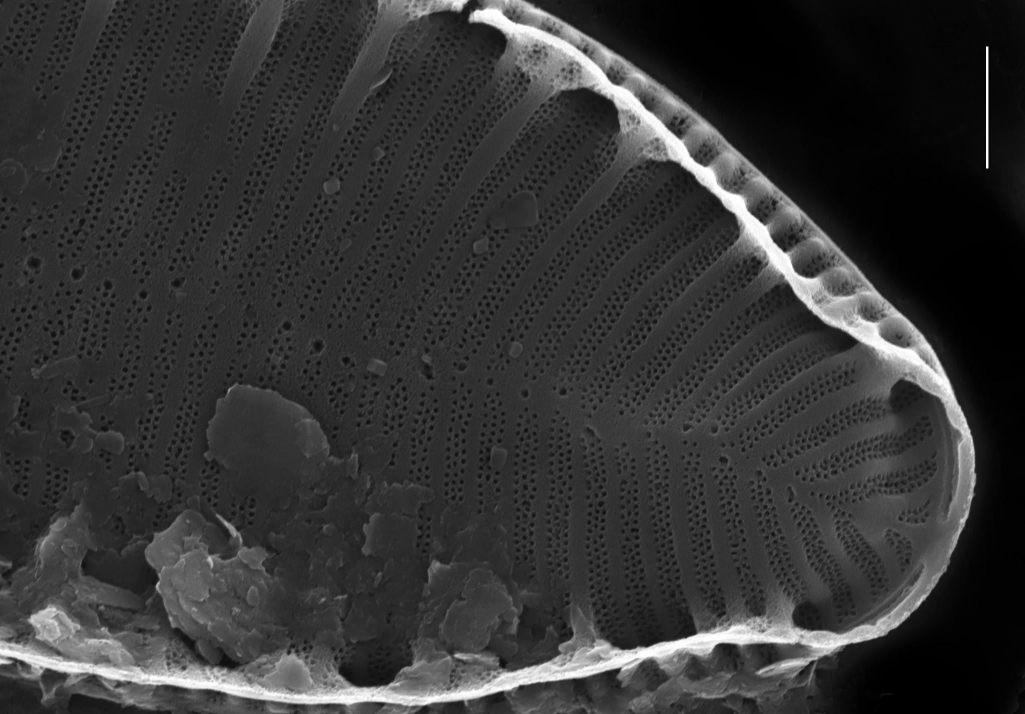 Surirella suecica SEM3