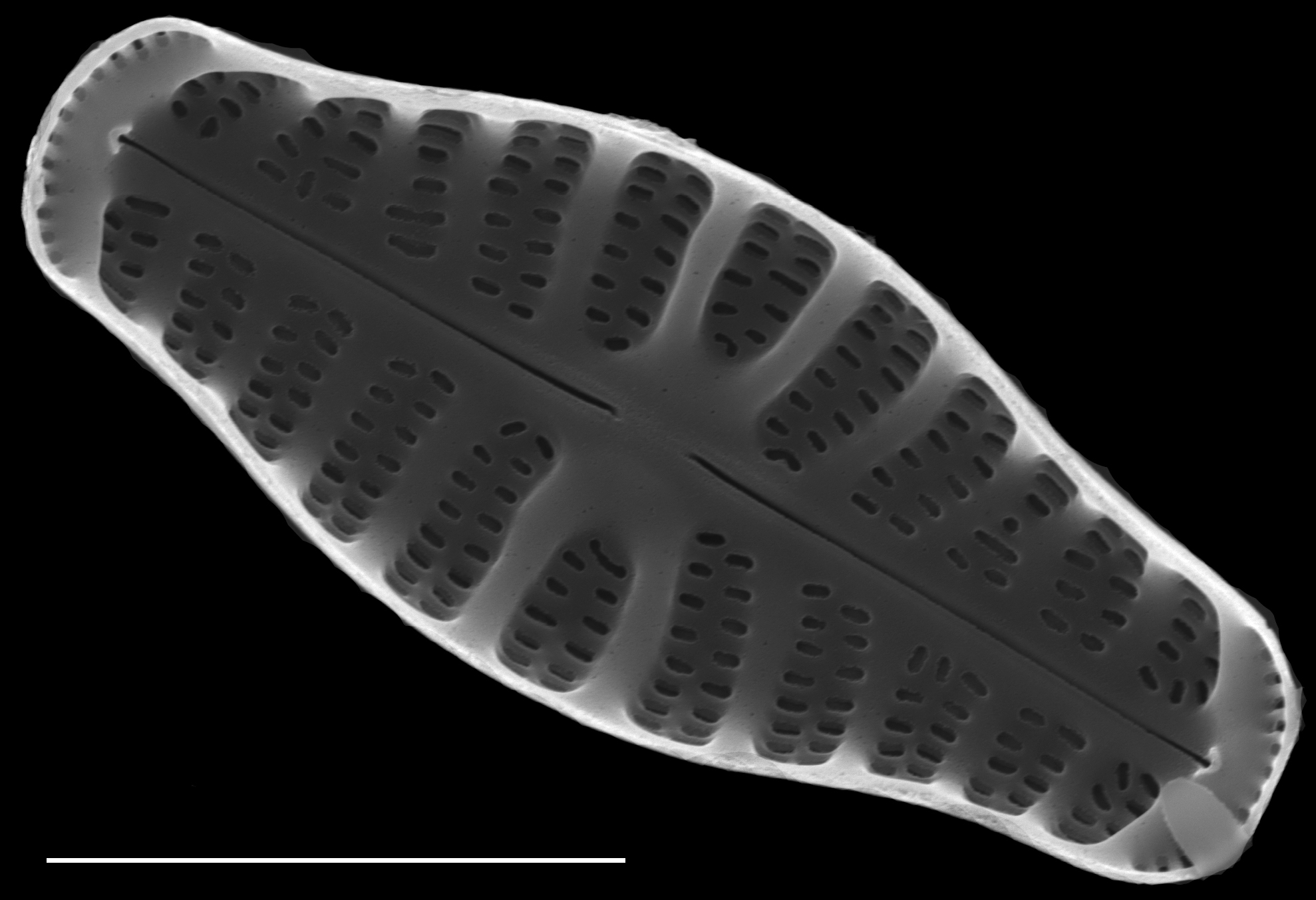 Hippodonta capitata SEM5