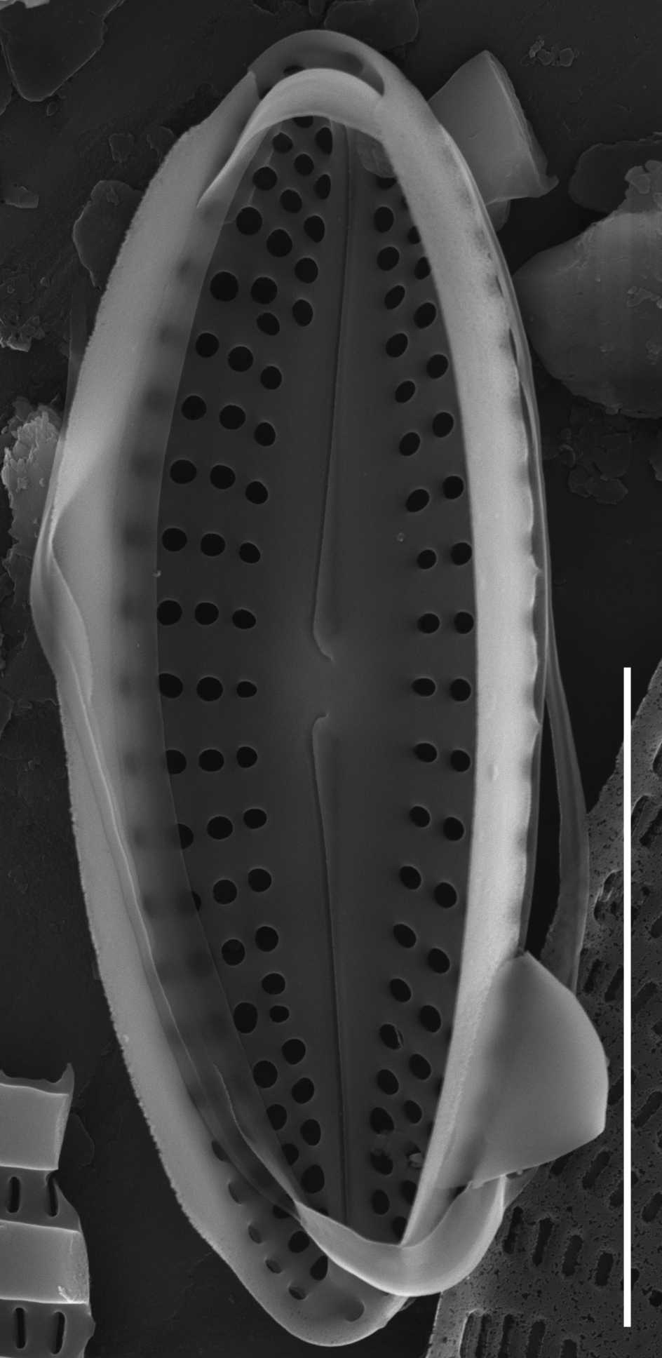 Achnanthes subhudsonis var kraeuselii SEM4