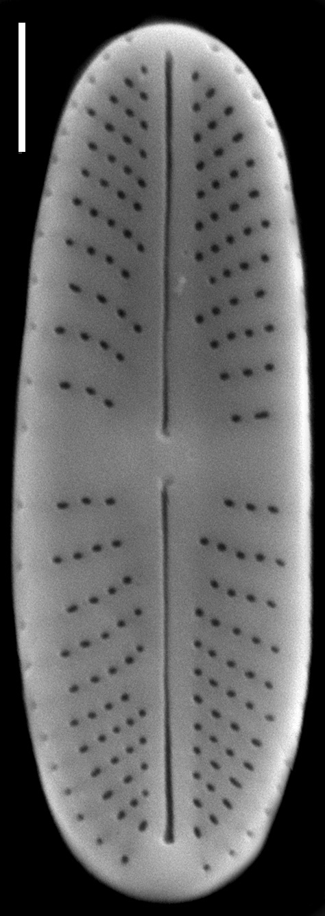 Achnanthidium atomus SEM4