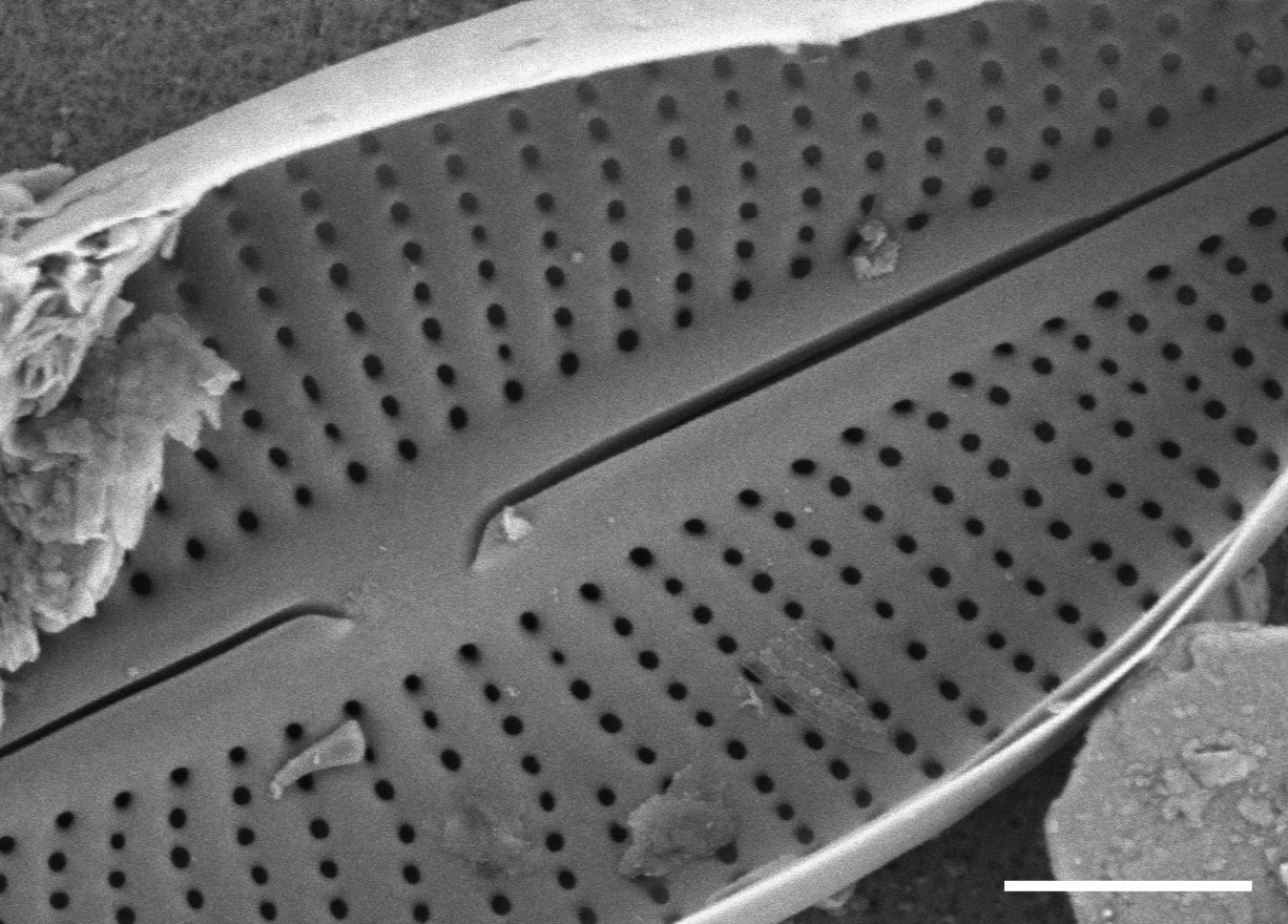 Adlafia multnomahii SEM3