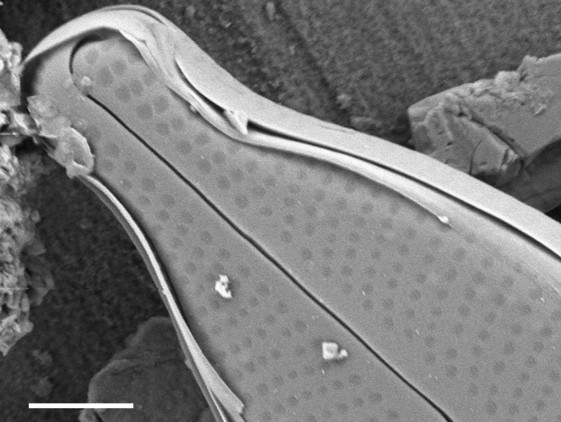 Adlafia multnomahii SEM1