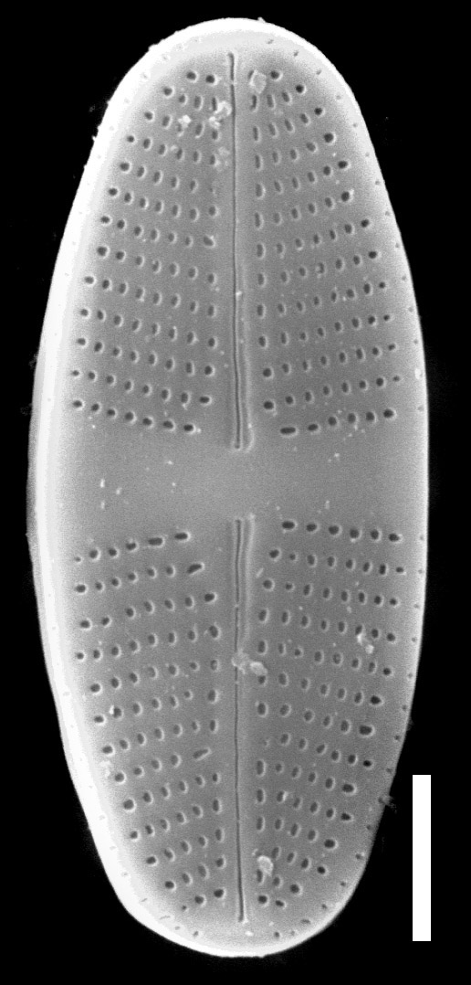 Psammothidium lauenburgianum SEM3