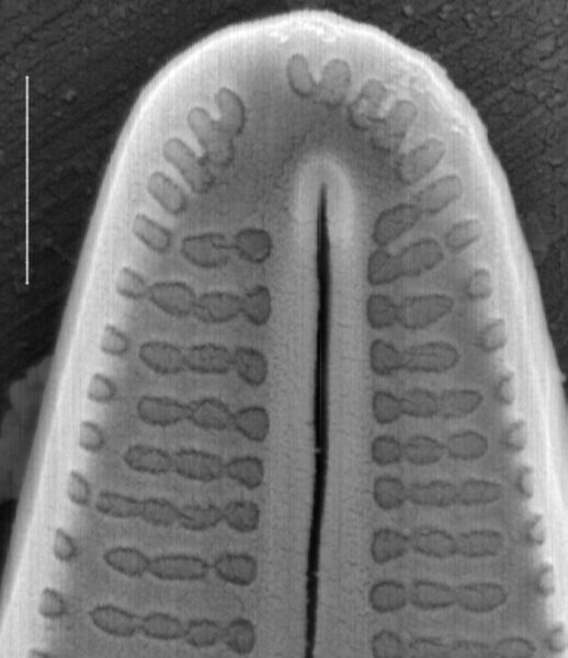 Achnanthidium deflexum SEM1