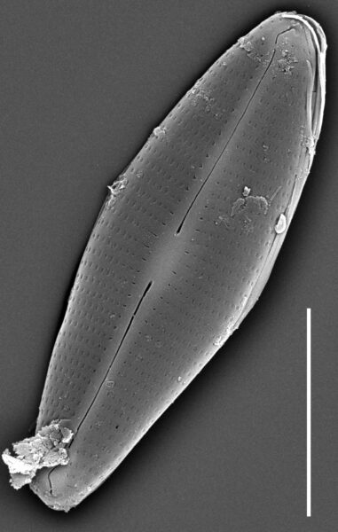  Craticula molestiformis SEM2