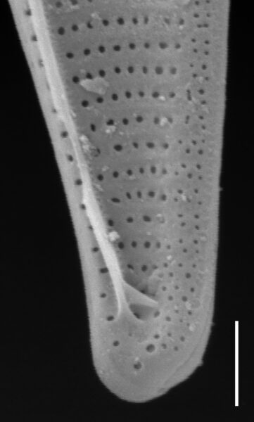 Nitzschia angustata SEM1