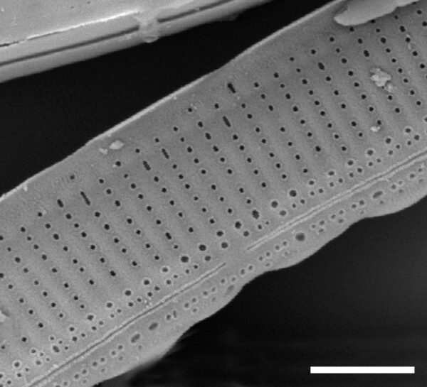 Nitzschia angustata SEM4