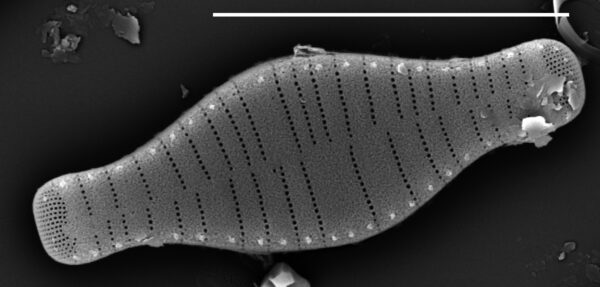 Fragilariforma bicapitata SEM2