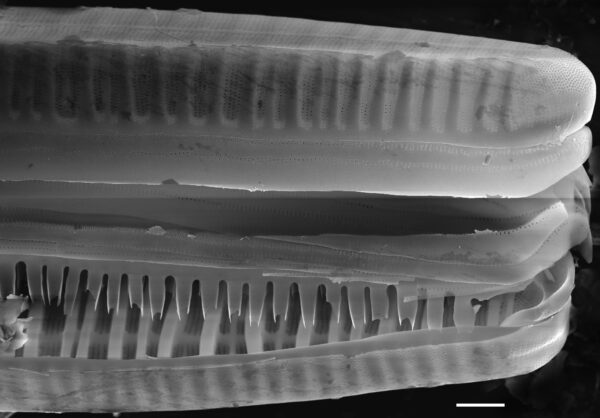 Diatoma vulgaris SEM1