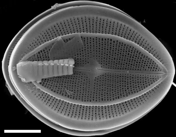 Cocconeis klamathensis SEM1