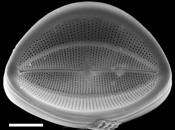 Cocconeis klamathensis SEM3