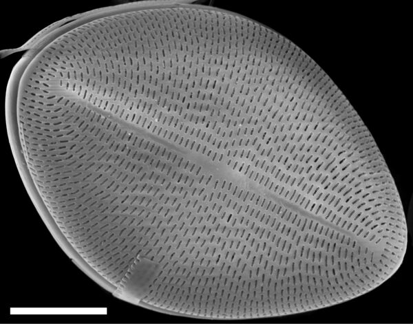 Cocconeis klamathensis SEM4