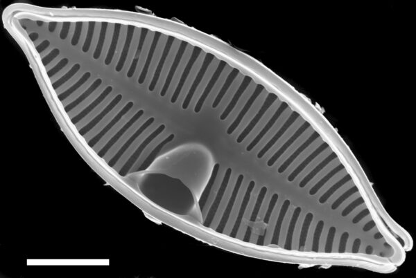 Planothidium lanceolatoide SEM3