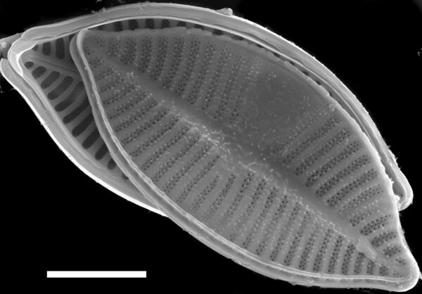 Planothidium lanceolatoide SEM2