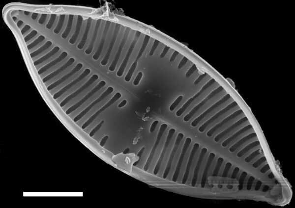 Planothidium lanceolatoide SEM4