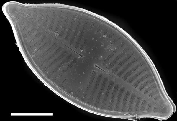 Planothidium lanceolatoide SEM1