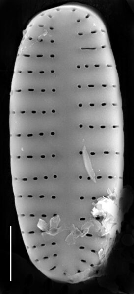 Achnanthidium atomus SEM1