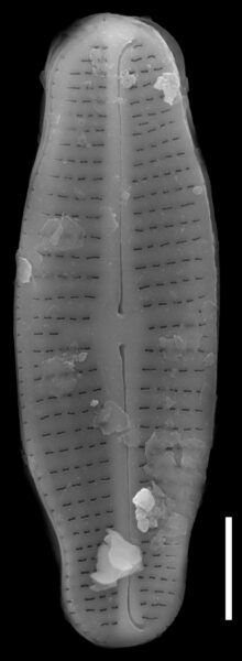 Achnanthidium latecephalum SEM2