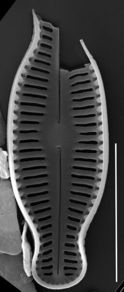 Humidophila schmassmanni SEM2