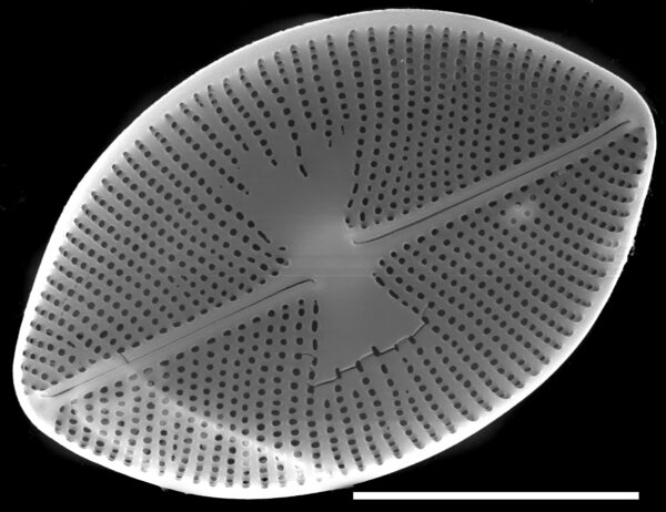 Planothidium oestrupii SEM2