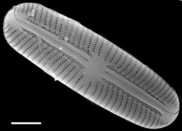 Sellaphora stroemii SEM2