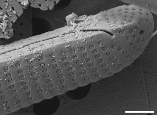 Eunotia novaeangliae SEM3