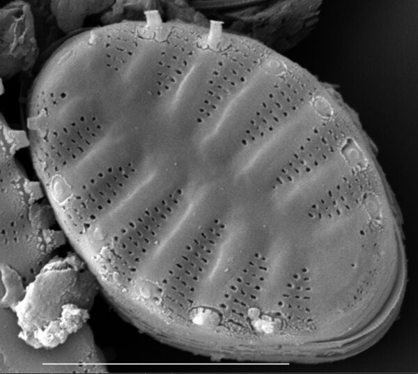 Punctastriata mimetica SEM3