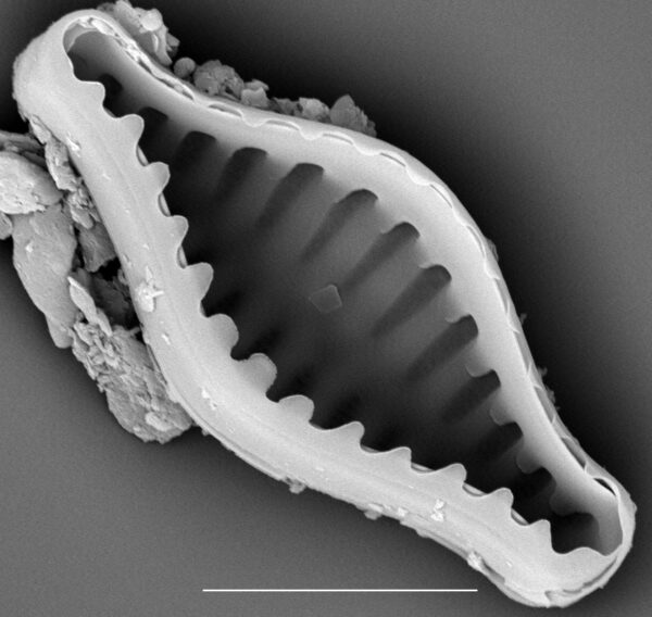 Punctastriata mimetica SEM4