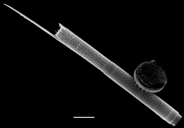 Aulacoseira granulata var angustissima SEM1