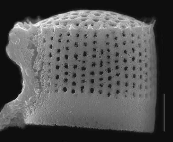 Aulacoseira nivaloides SEM2