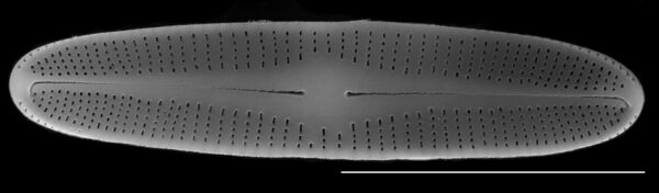 Achnanthidium crassum SEM1